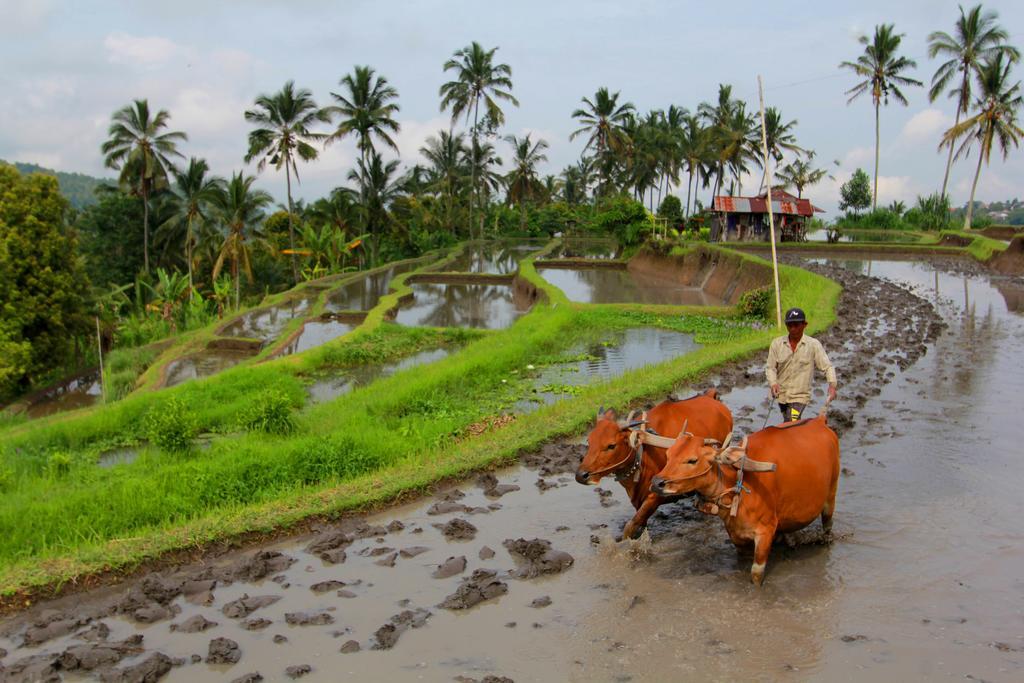 מלון Munduk Bali Bening מראה חיצוני תמונה